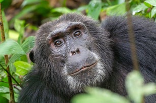 Chimpanzee looking at the camera