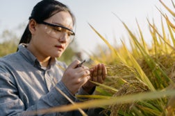 Agricultural Scientist working in farm