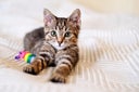 A beautiful smooth-haired tabby kitten lies on the sofa with a toy close-up and looks into the camera