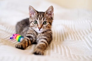 A beautiful smooth-haired tabby kitten lies on the sofa with a toy close-up and looks into the camera