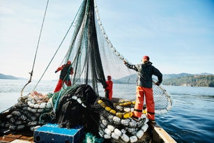 Crew members of purse seiner hauling in net while fishing for salmon