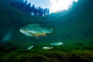 Austria, Styria, char and rainbow trouts in Lake Grueblsee