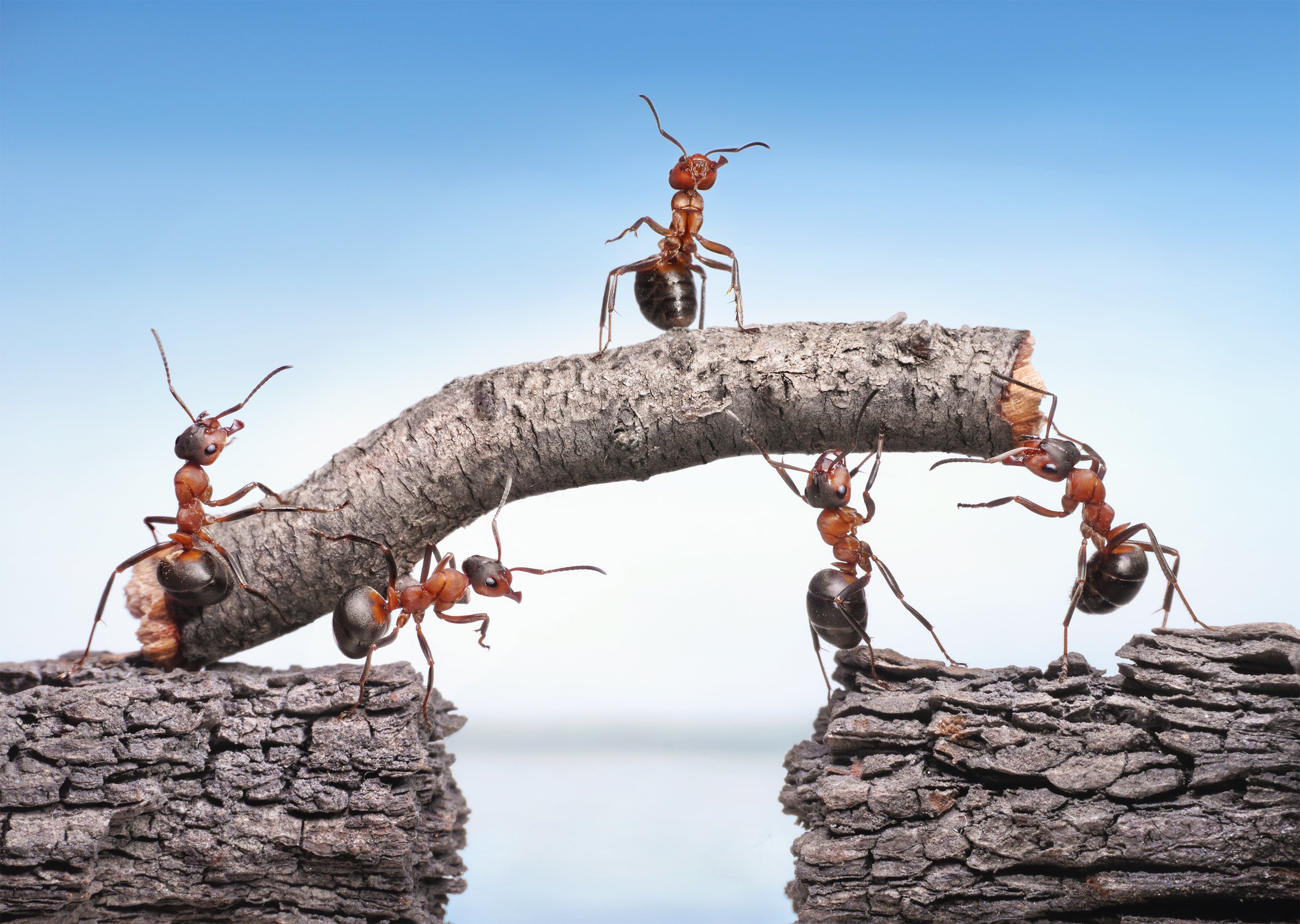 team of ants works constructing bridge