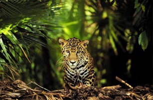 A young jaguar (Panthera onca) photographed between the lush jungle of Central America, Belize. Looking at camera.