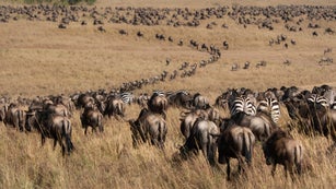 Great migration of widebeest and zebra in Masai Mara National Park, Kenya