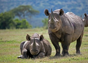 Black Rhino with calf