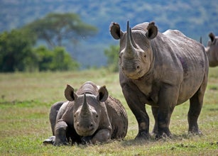 Black Rhino with calf