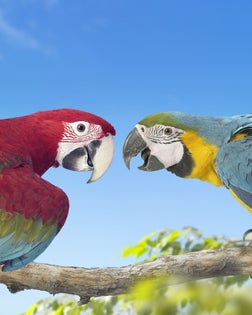Two Macaws Perched Face to Face on a Branch, Against a Blue Sky