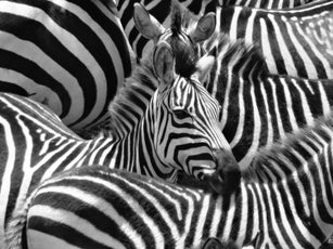 A dazzle of Zebras