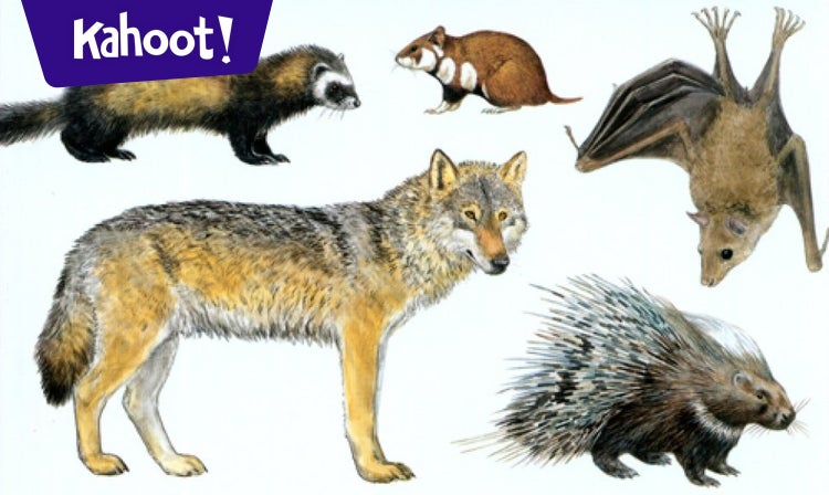 Mammals - Kahoot! Quiz