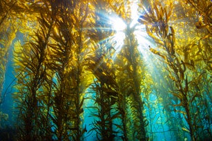 kelpsunburst7Feb8-20