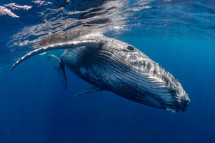 Curious humpback whale swims to the camera.