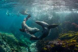 Australian cape fur seals playing as two divers watch, Montague Island, NSW, Australia.