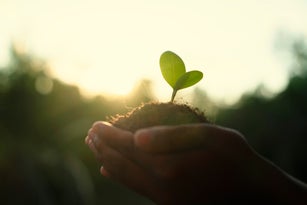 Trees are planted on coins in human hands with green natural backgrounds. Plant growth ideas and environmentally friendly investments.
