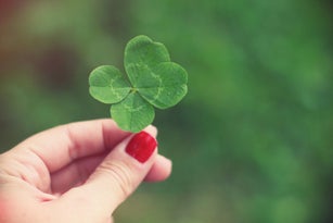 Woman's hand holding four leaf clover