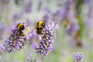 Bumble bees on a lavender plant close up, insects pollinating