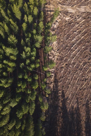 Pine tree forest deforestation from above.