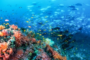 colorful soft coral and fish school on a reef in the ocean, Maldives