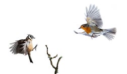 Close-Up of Crested Tit (Lophophanes cristatus) and Robin (Erithacus rubecula), in flight on a white background.