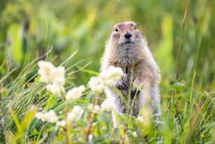 funny groundhog with fluffy fur