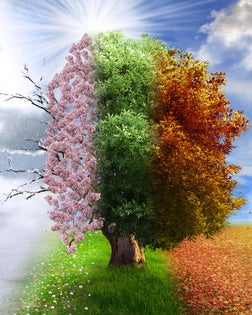 Four season tree, photo manipulation, magical, nature