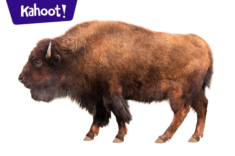 Mammals - Kahoot! Quiz