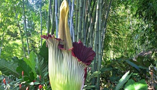 Corpse Flower (Amorphophallus titanum) - rare flower known for it's putrid smell
