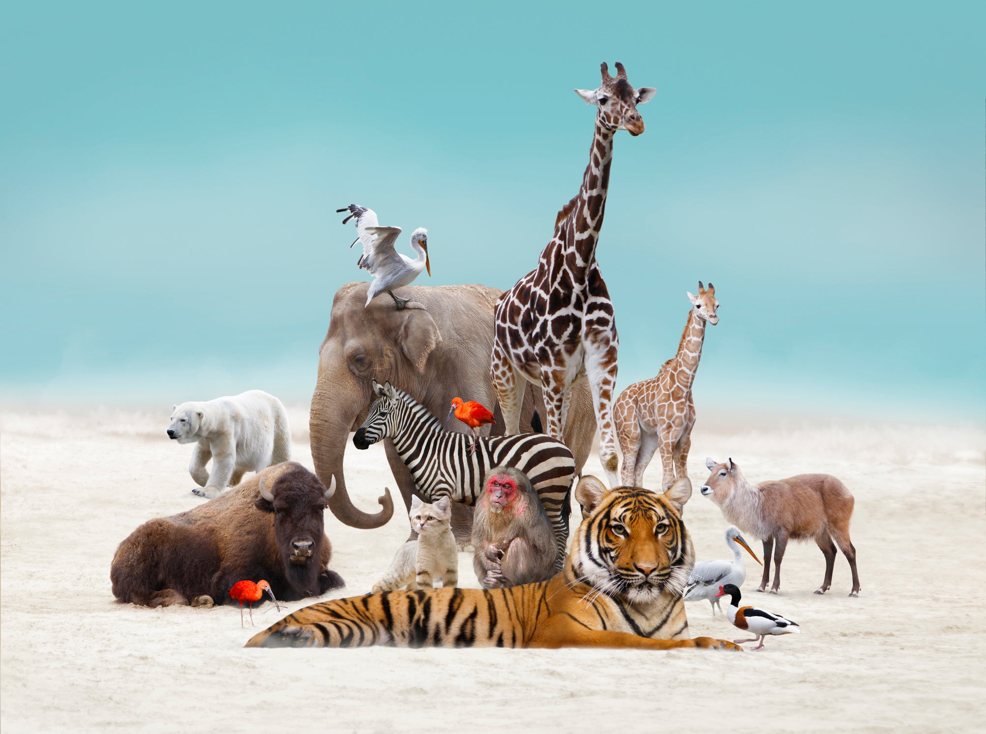 Group of animals