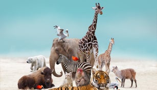 Group of animals