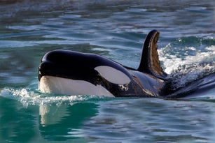 Killer Whale