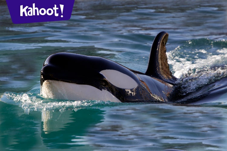 Marine Mammals - Kahoot! Quiz