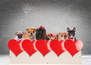 group of adorable dogs celebrating valentine's day