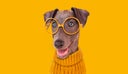 Funny dog with yellow glasses