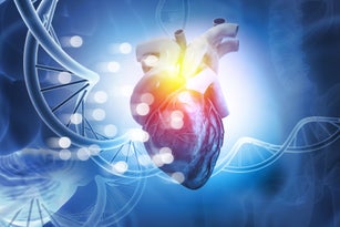 Human heart anatomy. 3d illustration