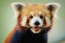 Happy Red Panda