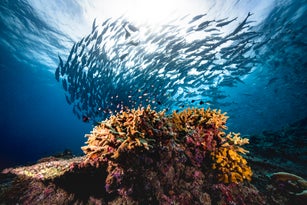 Group of jackfish underwater
