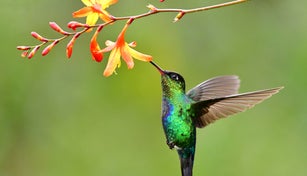 Blue and green feeding in the rainforest