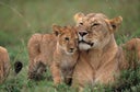 Lioness (Panthera leo) with cubs lying on grass, Kenya