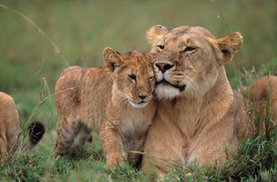 Lioness (Panthera leo) with cubs lying on grass, Kenya
