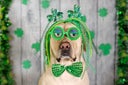 Funny Saint Patrick's Day Yellow Labrador Retriever