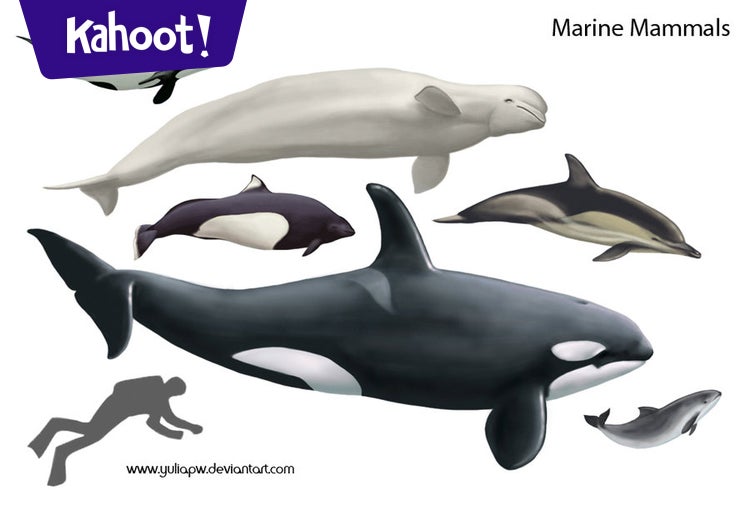 Mr. Finley Marine Mammals - Kahoot! Quiz