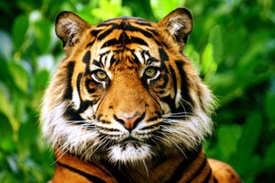 Sumatran tiger
