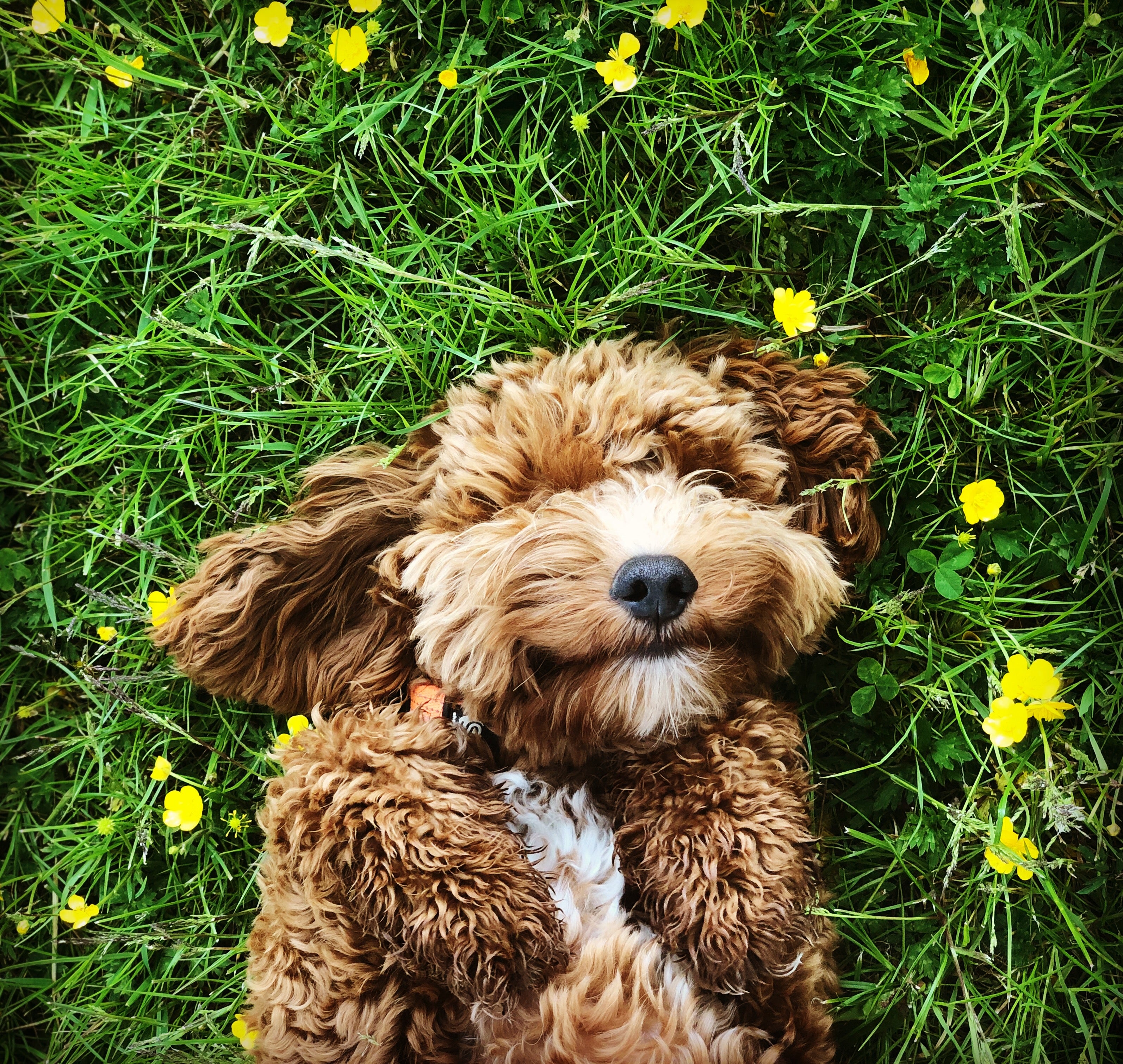 Happy dog