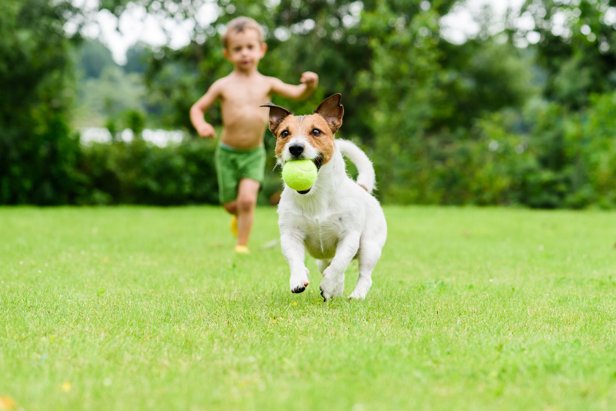 Dog with ball running from child  playing catch-up game