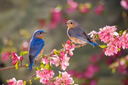 Eastern Bluebirds, male and female