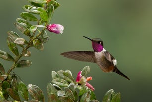 Magenta-throated Woodstar (Calliphlox bryantae) feeding from flowers