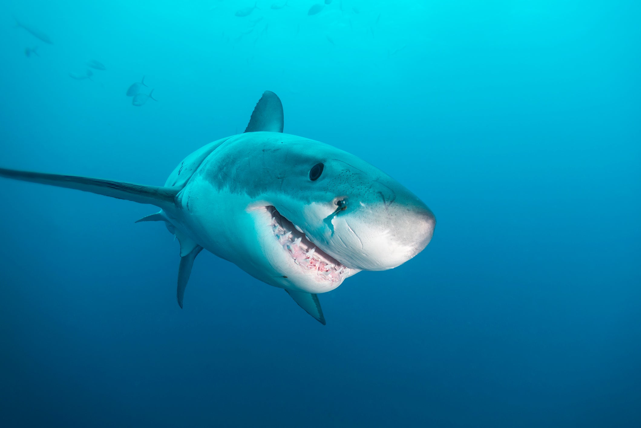 Great white shark close up.