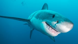 Great white shark close up.