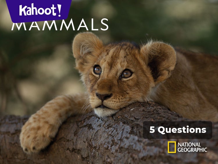 Mammals - Kahoot! Quiz