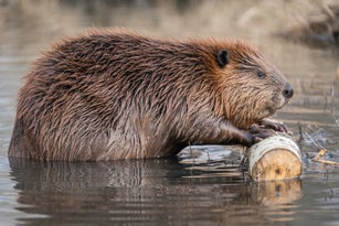 Low angle closeup side view of a cute beaver out of water eating a tree